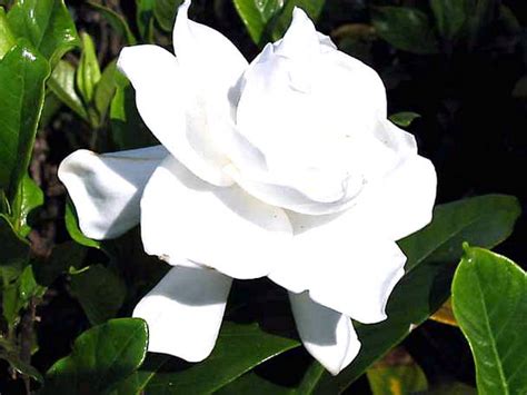 gambar bunga melati putih harian nusantara