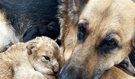 German Shepherd Adopts Lion Cubs After Theyre Rejected By Their Mother