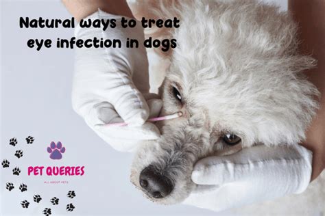 Natural Ways To Treat Eye Infection In Dogs Pet Queries
