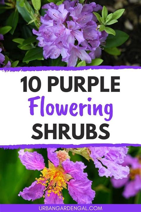 10 Beautiful Purple Flowering Shrubs In 2020 Flowering Shrubs Shrubs