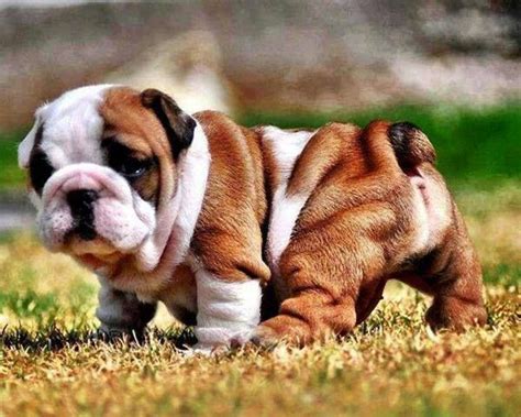 Cute Fat Puppy Cute Dogs Cute Animals Cute Baby Animals