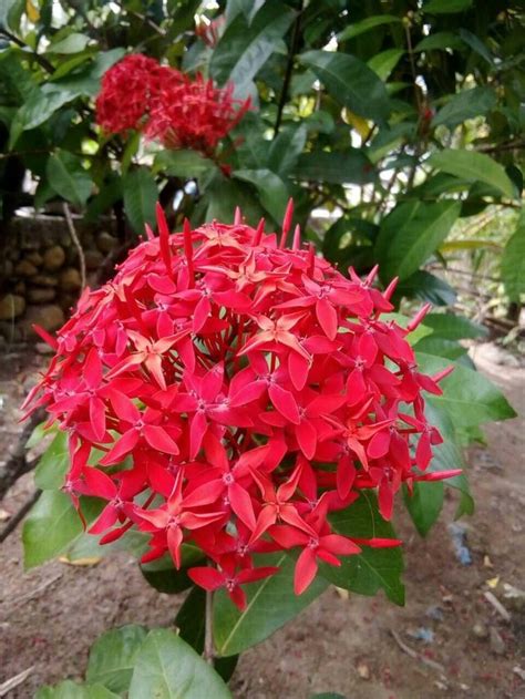 Check spelling or type a new query. 31+ Gambar Bunga Mawar Dan Kupu Kupu - Gambar Bunga Indah