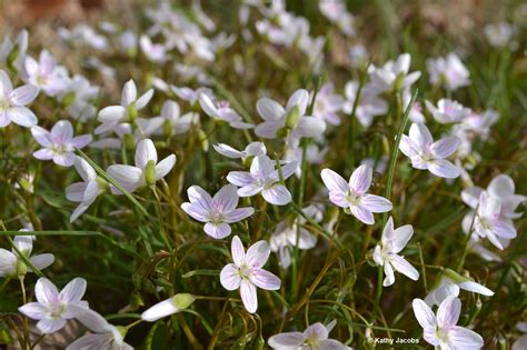 Spring Beauty Native Plant Of The Month Tara Wildlife