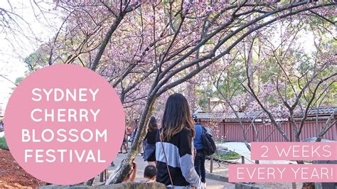 Sydney Cherry Blossom Festival 2017 Auburn Botanic Gardens YouTube