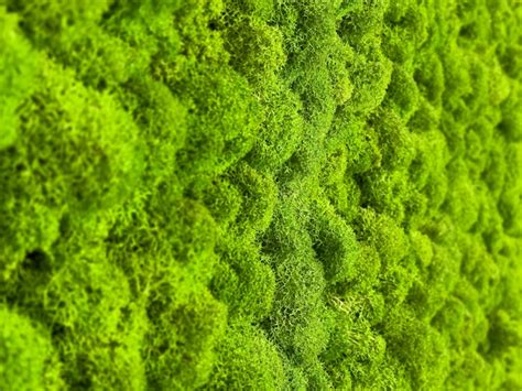 Premium Photo Closeup Surface Of The Wall Covered With Green Moss