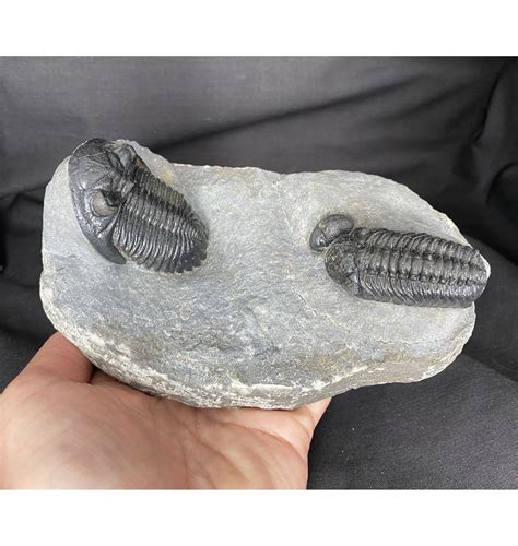 Fossils For Sale Fossils Rare Devonian Moroccan Trilobite