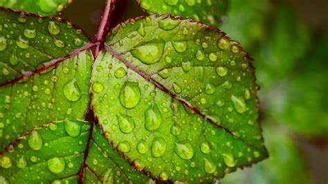 Water Droplets On Green Leaf 4k Ultra Hd Wallpapers For
