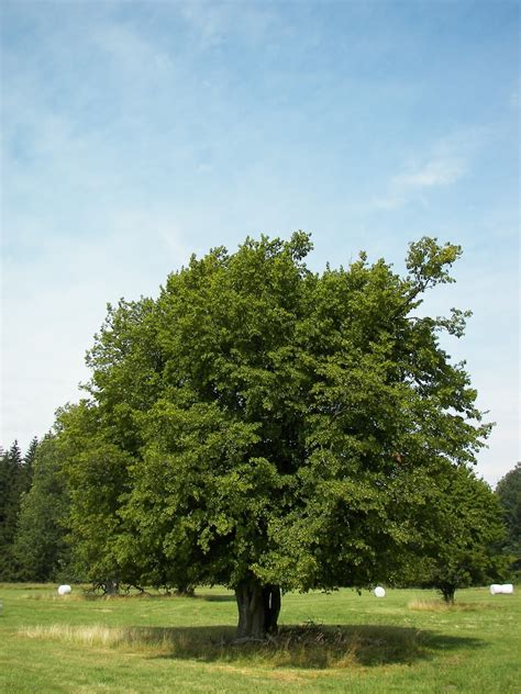 Carpinus betulus and over 1000 other quality seeds for sale. Trees Planet: Carpinus betulus - European Hornbeam