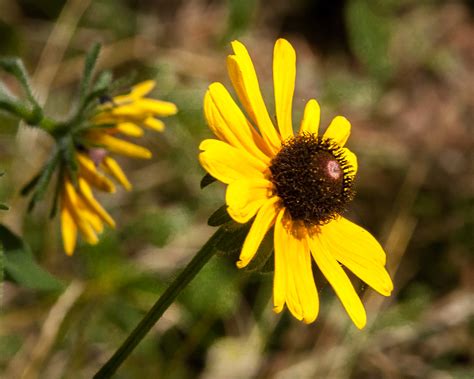 Изучайте релизы blackeyed susan на discogs. Black-Eyed Susan | A Black-eyed Susan in my wife's back ...