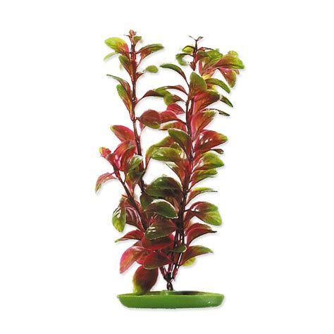 Rastlina Red Ludwigia 20cm Profizoosk
