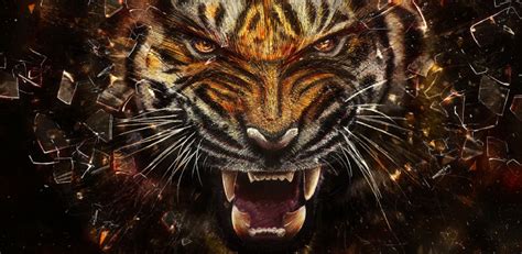 Minow Tiger Wallpaper D