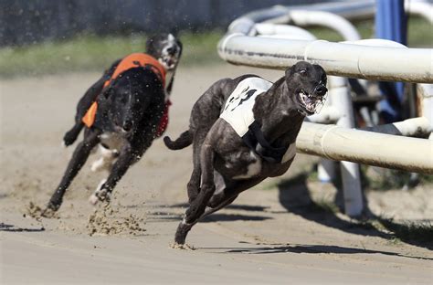 Is Greyhound Racing Legal