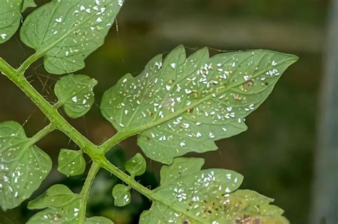 How To Get Rid Of Whiteflies On Tomato Plants Tropical House And Garden