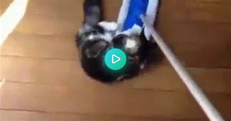 Cats Want To Clean The Floor Album On Imgur
