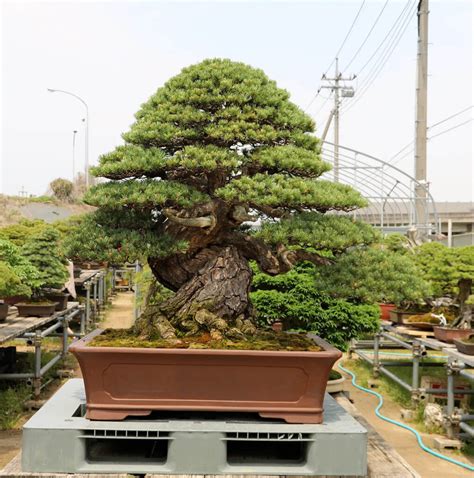 Notable Record Breaking Bonsai Trees Across The Globe Hooked On Bonsai