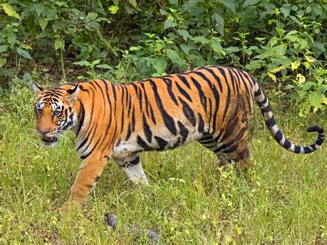 Hidden Facts About Bengal Tigers