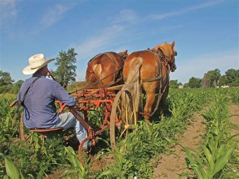 Horse Drawn Cultivator To Stir And Pulverise The Soil Before Planting