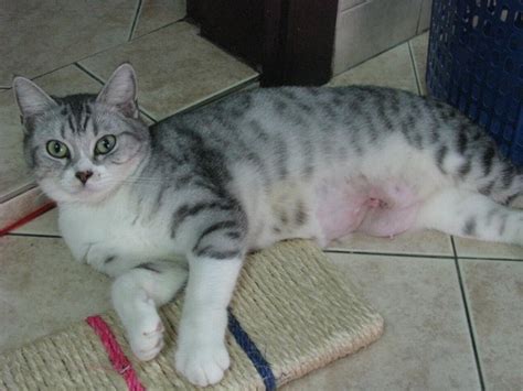 Well, as spots gets a little older, it actually becomes increasingly important that we get that male cats also suffer from hormonally mediated cancer in the form of testicular cancer, and neutering them at any age completely eliminates this risk. Spaying subsidy for 1 female cat (Nur Suraya Najidi's ...