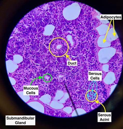 Submandibular Gland Histology 30798 Hot Sex Picture