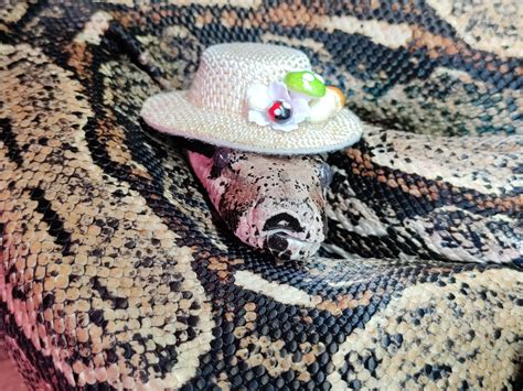 Rathy Just Shed And Is Trying On His Hat For Halloween Rsnakeswithhats