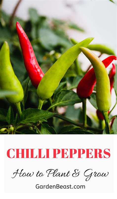 When To Harvest Cayenne Pepper Plants Home And Garden Reference