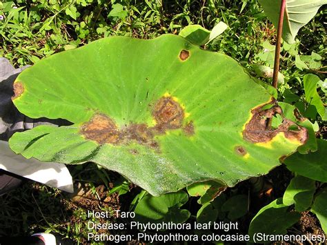 Flickriver Photoset Taro Pests And Diseases By Plant Pests And Diseases