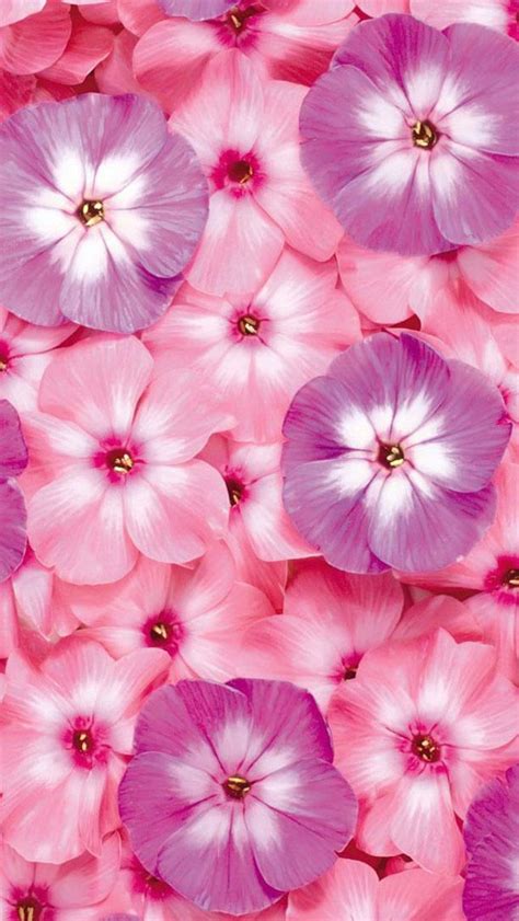 Pink Flowers Iphone Wallpaper Background