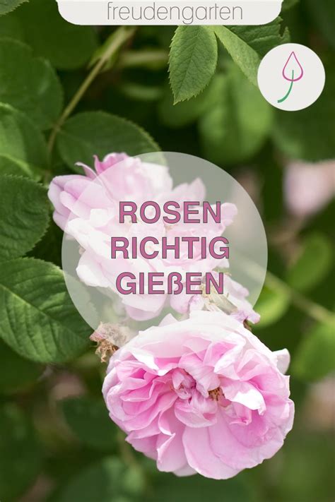 Wenn die rose ihre blätter verloren hat, wird die rose stark zurückgeschnitten, so dass man leichter an den wurzelstock herankommt. Rosen richtig gießen - wann, wie viel und wie oft? in 2020 ...