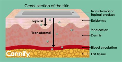 Absorption – A Complete Guide