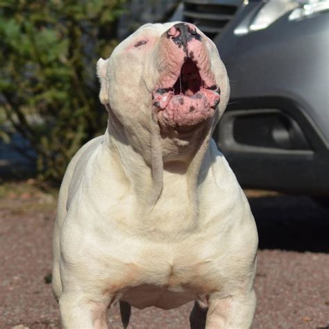 American Bully Xl Xxl Bully Pitbull France Belgique Levage Lion Pride Bully Europe