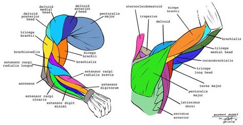 It gets its name from its two heads, each of which has a separate origin. Arm Anatomy Studies by robertmarzullo on DeviantArt | Arm ...
