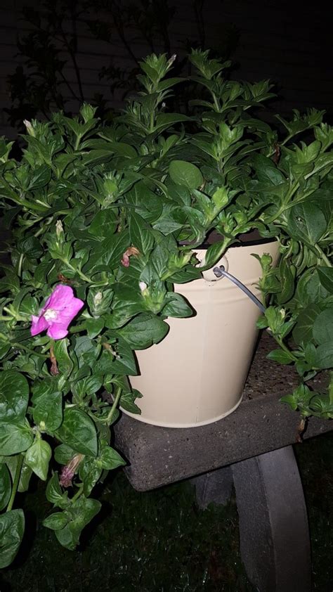 My Petunia In The Galvanized Bucket Plants Petunias New Toilet