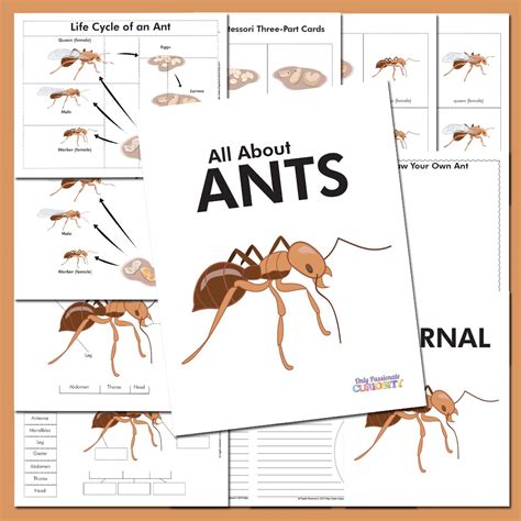 All About Ants Life Cycle Unit Study Only Passionate Curiosity