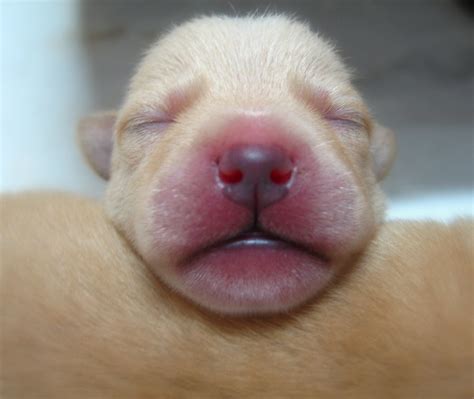 Sueñito Sleeping Puppy Una De Los 5 Cachorritos Que Dio Flickr