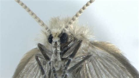 Două Specii Noi De Insecte Identificate în România Ce Pericol Prezintă