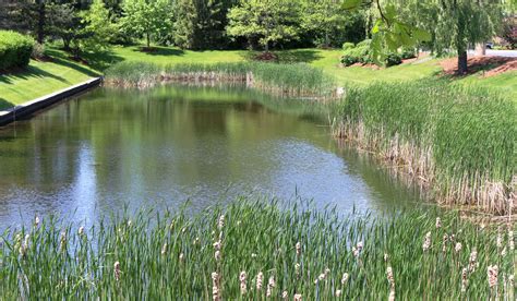 Natural Pond Maintenance Near Me Satisfyingly Blogging Image Library