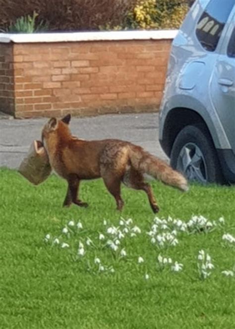 hungry dublin man left bewildered as cheeky fox steals his takeaway extra ie