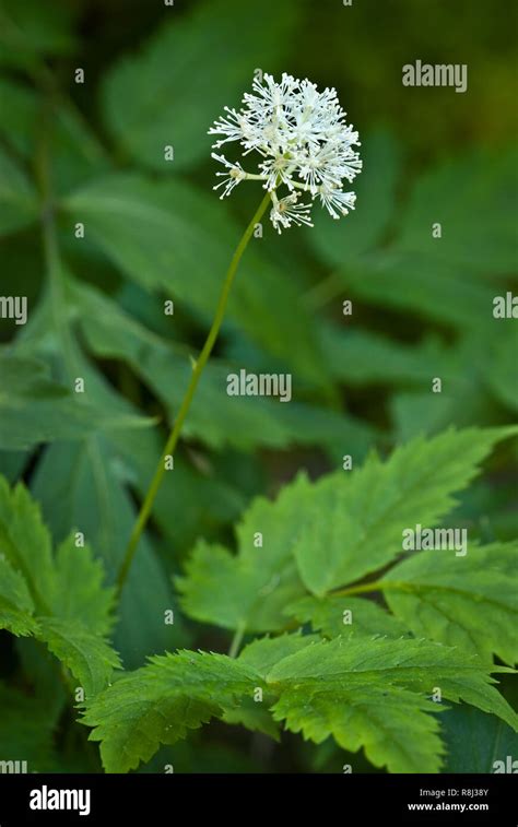 White Baneberry Flower Actaea Pachypoda In Woodland In Southwestern