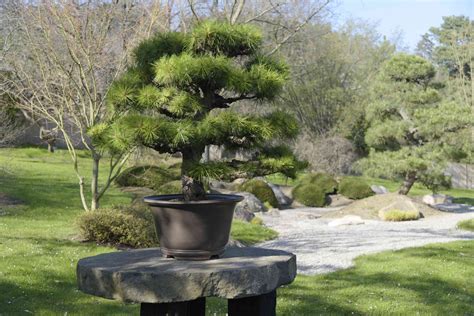 Japanese Black Pine Plant Care Growing Guide