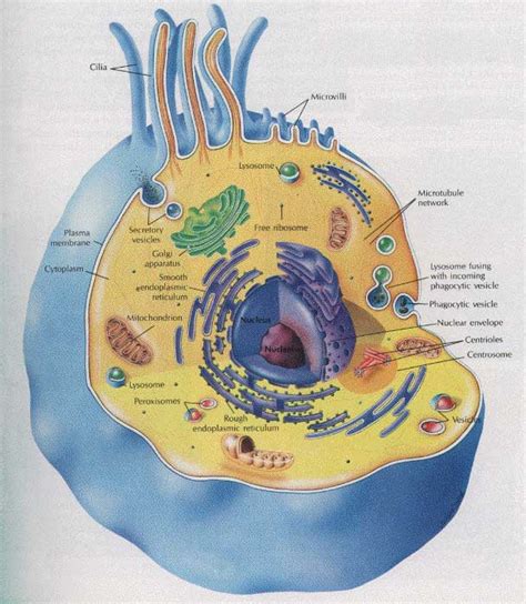 Printable animal cell diagram to help you learn the organelles in an animal cell in preparation for your test or quiz. Animal Cell Diagram