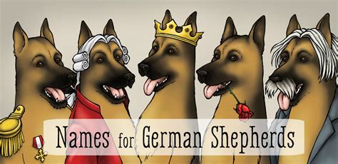 60 Best Dog Names For German Shepherd Puppies Pethelpful