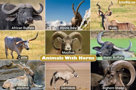 North American Animals List Pictures And Facts On The Iconic Animals Of