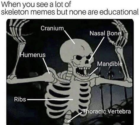 Learn It Skeletons Know Your Meme