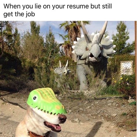 When You Lie On Your Resume But Still Get The Job Funny Animal Memes