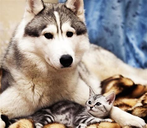 Dog Cat Cute Wallpaper Free Hd Animal Screen Savers