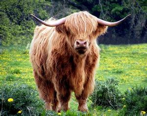 15 शाकाहारी जानवरों के नाम हिंदी इंग्लिश में - Herbivorous Animals