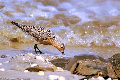 Red Knot Research At Crssa