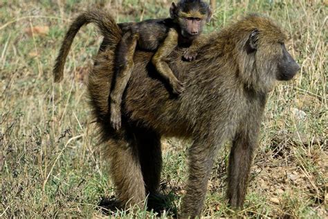 Baby Baboon Hitching A Ride On Mama In Serengeti National Park Africa