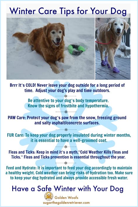 Infographic Winter Care Tips For Your Dog Golden Woofs