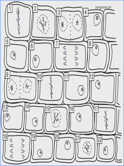 Biologycorner.com animal cell coloring key : Mitosis Worksheet | Mychaume.com